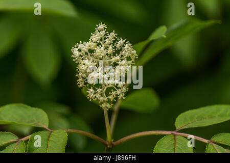 Fioritura di bacche di sambuco a Stanley Park. Foto Stock