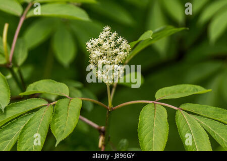 Fioritura di bacche di sambuco a Stanley Park. Foto Stock