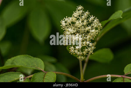 Fioritura di bacche di sambuco a Stanley Park. Foto Stock