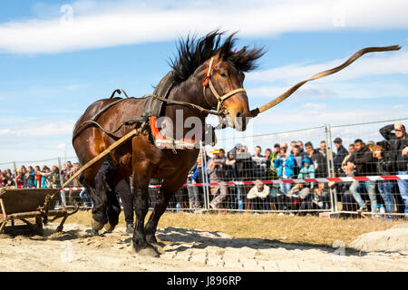 I cavalli e i loro proprietari partecipare a una trazione pesante torneo. Gli animali ha per tirare un carico di centinaia di chilogrammi su 30 m. via. Cavallo si rompe Foto Stock