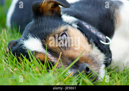 Un Jack Russell Terrier guarda dall'erba - Le Mans migliore amico Foto Stock