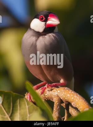 Java Sparrow sul ramo Foto Stock