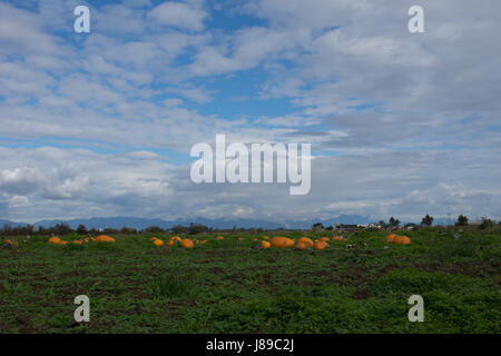 Una meravigliosa zucca in batch Ladner, BC Foto Stock