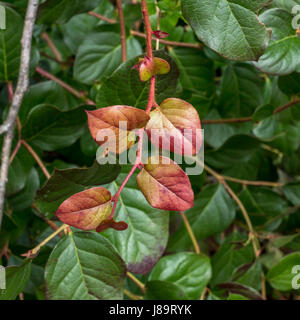 Splendidamente colorata salal foglie. Sul lago Trail a Beaver Lake nel Parco di Stanley. Foto Stock