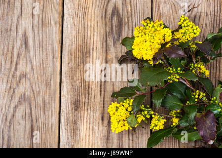 Il ramo con foglie e fiori di colore giallo su sfondo di legno Foto Stock