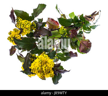 Il ramo di fioritura mahonia boccola gialla isolato Foto Stock