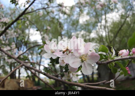 Un'ape getting nettare da melo fiorisce in primavera Foto Stock