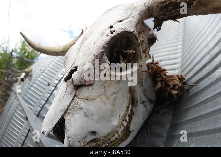 Scottish Highland bull cranio a sinistra per essere sbiancato dal sole Foto Stock