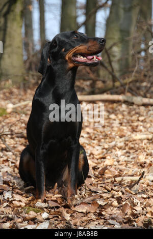 Gli austriaci, cane, cane pedigree, hound, animale, pet, cane, cane pedigree, austriaca, Foto Stock