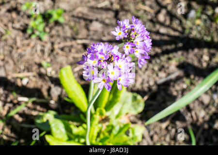 Giardino con fiori lilla infiorescenze sferiche Foto Stock