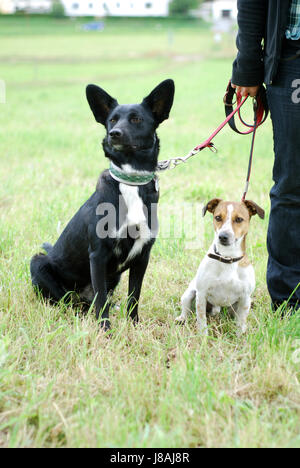 Donna, cani, guinzaglio, attendere, in attesa, gambe, piedi, andare, andando, passeggiate, animale, pet, Foto Stock