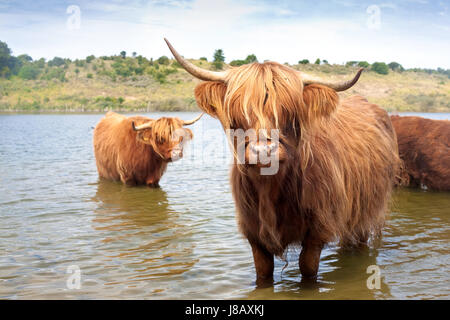 Bull, mucca, bestiame, agriturismo, bovini, acqua, bere acqua potabile, bavaglini, cultura, Foto Stock