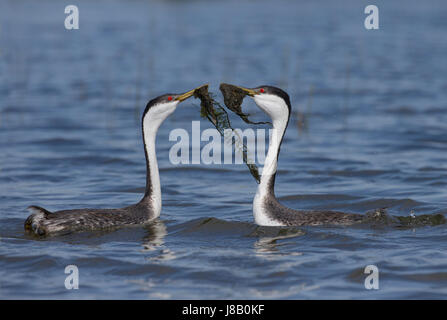 Western svasso (Aechmophorus occidentalis) Foto Stock