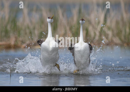 Western svasso corteggiamento impetuoso Foto Stock