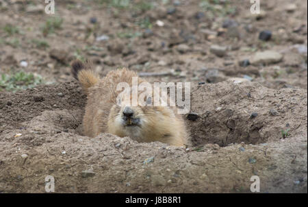 Close up di Nero Tailed cane della prateria in burrow con lunghi, ingiallito incisivi. Fotografato nel cane della prateria, cittadina montana Foto Stock