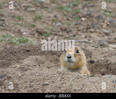 Close up di un Nero Tailed Prairie testa del cane peeking fuori della sua tana. Foto Stock