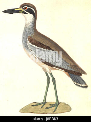 Esacus magnirostris 1838 Foto Stock