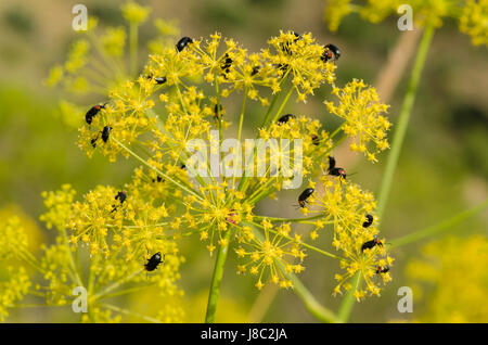 Pettine-artigliato coleotteri (Heliotaurus ruficollis) alimentazione sulle teste dei fiori di Thapsia villosa, villosi carota mortale, finocchio, Spagna Foto Stock