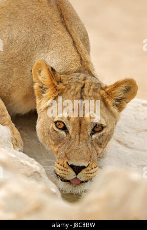 Ritratto di una leonessa africana (Panthera leo), acqua potabile, deserto Kalahari, Sud Africa Foto Stock