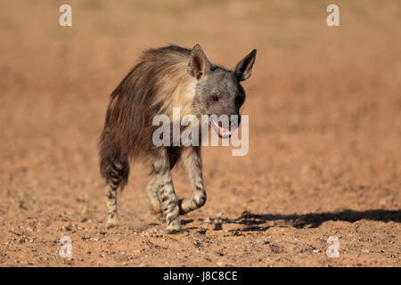 Un marrone iena (Hyaena brunnea) passeggiate, deserto Kalahari, Sud Africa Foto Stock