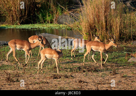 Una piccola mandria di impala antilopi (Aepyceros melampus), Kruger National Park, Sud Africa Foto Stock