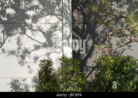 Di luce e le ombre degli alberi proiettate sul muro. Foto Stock