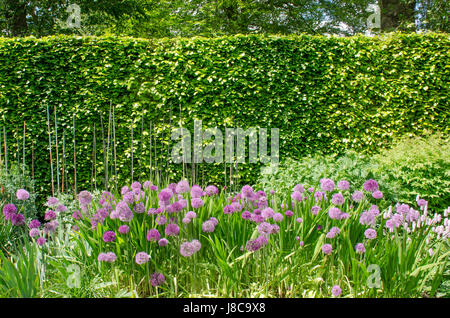 Viola alliums in inglese confine con Hedge in background Foto Stock