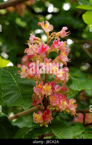 Red ippocastano, Aesculus carnea, ibrido Aesculus hippocastanum Foto Stock