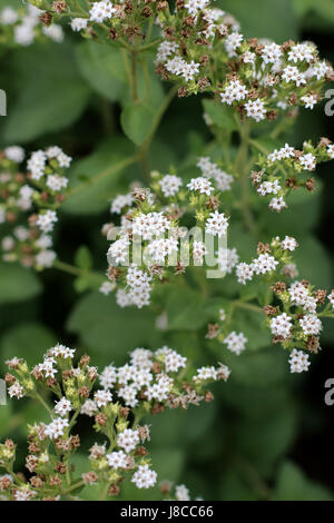 Close up macro di fiori di erbe dolci di Stevia rebaudiana Foto Stock