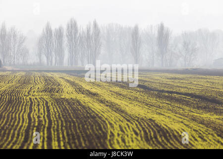 Un campo coltivato con linee gialla e verde convergenti verso gli alberi lontani nel mezzo di una certa velatura e la nebbia Foto Stock