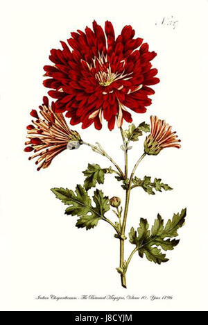 Indian mamma Chrysanthemum indicum Foto Stock