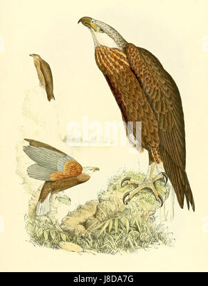 Un'illustrazione di *Haliaeetus vociferoides*, comunemente nota come aquila delle Filippine. Questo uccello, endemico delle Filippine, è in pericolo critico e rappresenta una delle aquile più potenti del mondo. Foto Stock