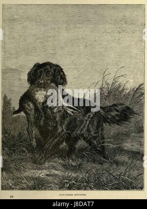 Piatto Retriever rivestito in 1881 Foto Stock