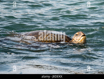 Una tartaruga verde nuoto della costa di Maui. Hawaii Foto Stock