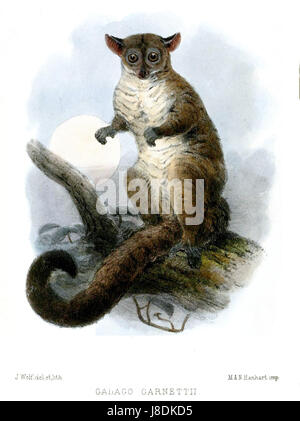 Il Galago garnettii, noto anche come "Bush baby", è una specie di primati notturni che si trova in alcune parti dell'Africa. Il riferimento al lupo potrebbe riguardare il suo nome o uno studio specifico. Foto Stock