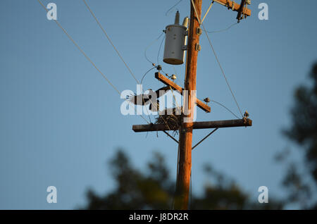 Raven nido in Apple Valley Ca. Foto Stock