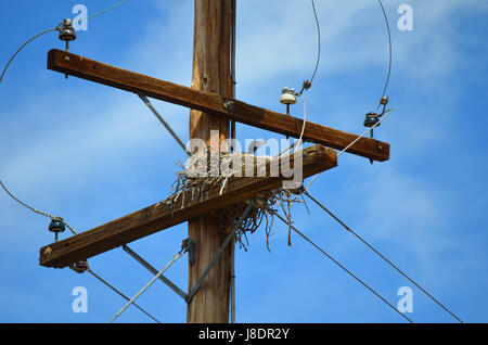 Raven nido in Apple Valley Ca. Foto Stock