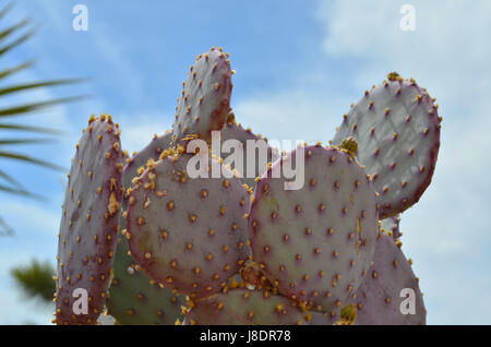 Santa Rita Ficodindia in Apple Valley Ca. Foto Stock