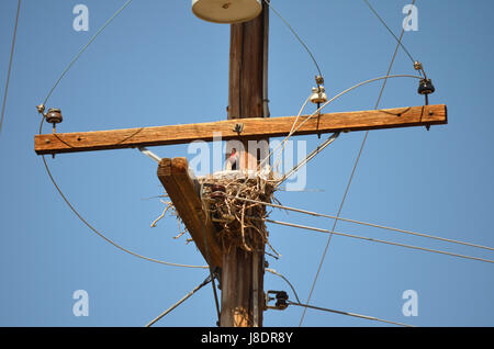 Raven nido in Apple Valley Ca. Foto Stock