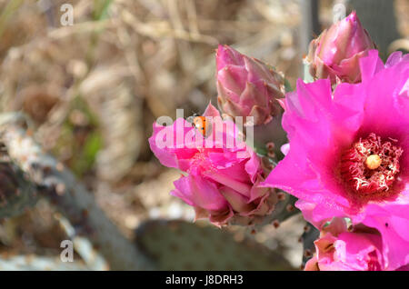 L' Opuntia Basilaris in fiore. Foto Stock