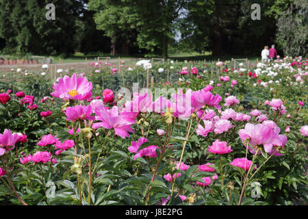 Wisley, Surrey, Regno Unito. Il 28 maggio 2017. Rosa vibranti Le peonie nel sole mattutino at Wisley Gardens in Surrey. Credito: Julia Gavin UK/Alamy Live News Foto Stock