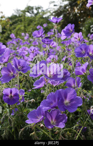 Wisley, Surrey, Regno Unito. Il 28 maggio 2017. Un display a colori del perenial geranium Rozanne, nel sole mattutino at Wisley Gardens in Surrey. Credito: Julia Gavin UK/Alamy Live News Foto Stock