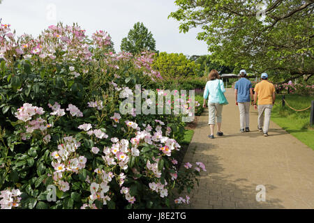 Wisley, Surrey, Regno Unito. Il 28 maggio 2017. Gli ospiti godono di una piacevole passeggiata attraverso il giardino delle rose, nel sole mattutino at Wisley nel Surrey. Credito: Julia Gavin UK/Alamy Live News Foto Stock