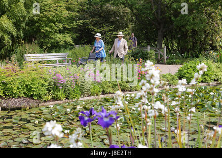 Wisley, Surrey, Regno Unito. Il 28 maggio 2017. I visitatori potranno gustarsi i fiori colorati nel sole mattutino at Wisley Gardens in Surrey. Credito: Julia Gavin UK/Alamy Live News Foto Stock