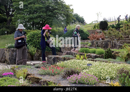 Wisley, Surrey, Regno Unito. Il 28 maggio 2017. I visitatori potranno gustarsi i fiori colorati nel sole mattutino at Wisley Gardens in Surrey. Credito: Julia Gavin UK/Alamy Live News Foto Stock