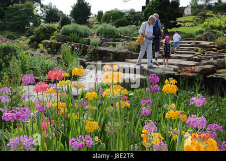 Wisley, Surrey, Regno Unito. Il 28 maggio 2017. I visitatori potranno gustarsi il display a colori di primula candelabri, nel sole mattutino at Wisley Gardens in Surrey. Credito: Julia Gavin UK/Alamy Live News Foto Stock