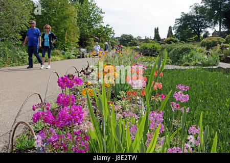 Wisley, Surrey, Regno Unito. Il 28 maggio 2017. I visitatori potranno gustarsi il display a colori di primula candelabri, nel sole mattutino at Wisley Gardens in Surrey. Credito: Julia Gavin UK/Alamy Live News Foto Stock