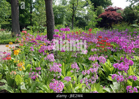 Wisley, Surrey, Regno Unito. Il 28 maggio 2017. Un sorprendente display del multi-colore di primula candelabri, nel sole mattutino at Wisley Gardens in Surrey. Credito: Julia Gavin UK/Alamy Live News Foto Stock