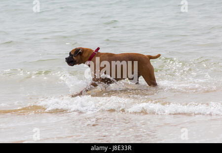 Bournemouth Dorset, Regno Unito. 28 Maggio, 2017. Regno Unito: meteo nuvoloso giorno a Bournemouth spiagge, come i visitatori in testa al mare per rendere la maggior parte del weekend. Bulldog cane ama giocare in mare. Credito: Carolyn Jenkins/Alamy Live News Foto Stock