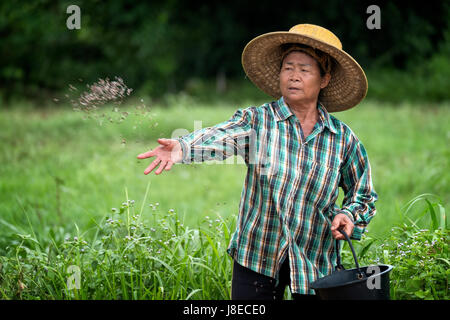 Con l'inizio della stagione delle piogge, piantagione di inizio stagione in Nakhon Nayok, Thailandia. Una donna agricoltore tailandese è piantare il riso a mano. Foto Stock